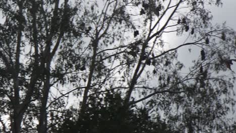 Viele-Fledermäuse-Fliegen-Zwischen-Den-Bäumen-Im-Wald-Bewölkten-Blauen-Himmel-Australien-Gippsland-Victoria-Maffra-Tagsüber