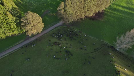 Cattle cows livestock on open field near road, aerial drone above farm land