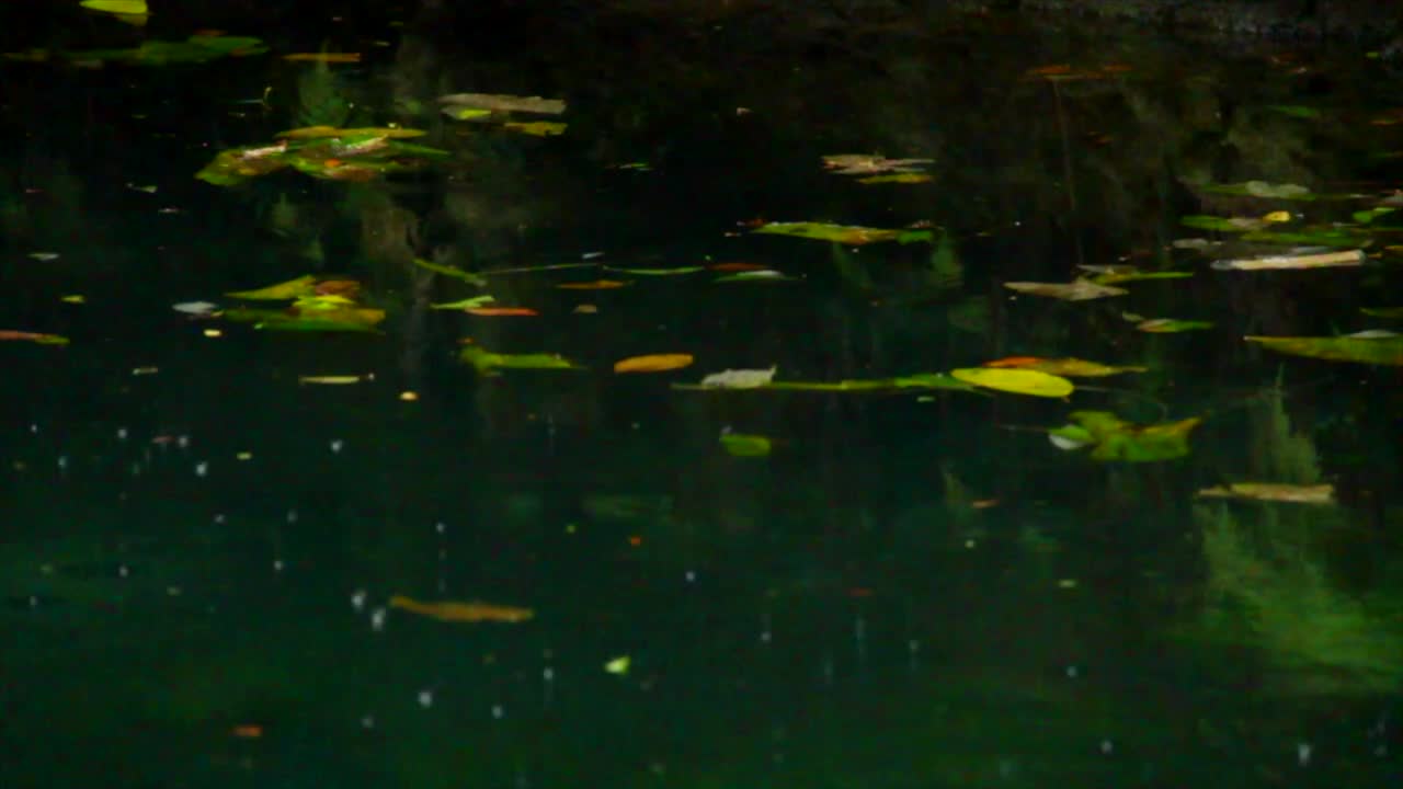 primer plano, flores flotando en la superficie de un cenote maya