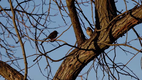 birds perched on bare branches of a tree