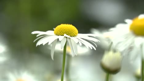 close up of wild daisy flower blowing in summer breeze