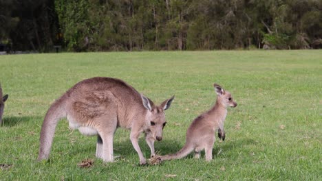 madre y joey se unen en el hábitat de hierba