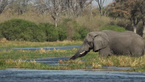 an elephant bull crossing the khwai river slowly in front light, botswana