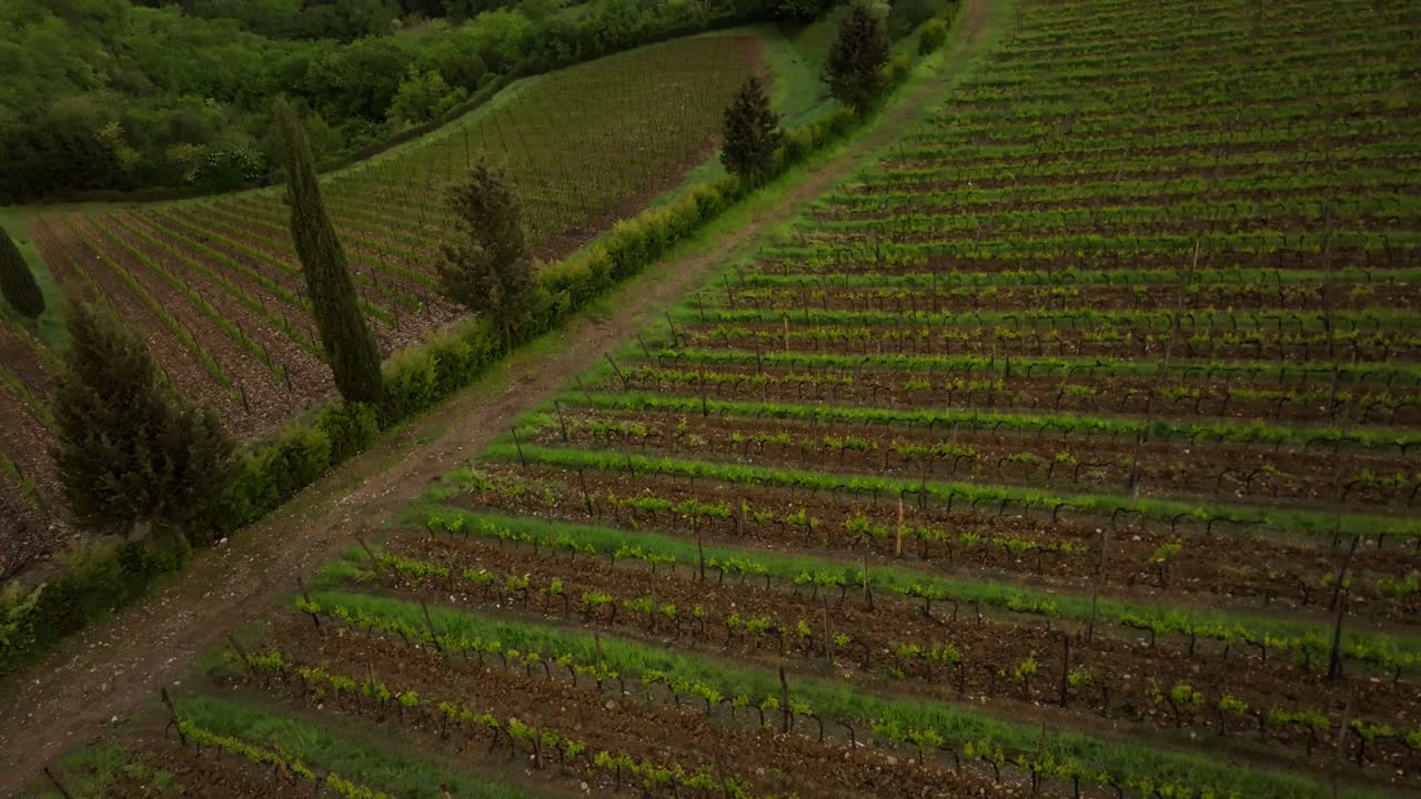 4k Drone Shot of Tuscan vineyards along the paths of the countryside