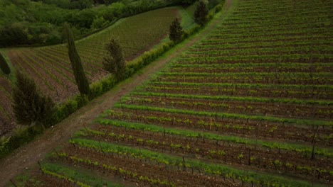 4K-Drohnenaufnahme-Toskanischer-Weinberge-Entlang-Der-Landwege