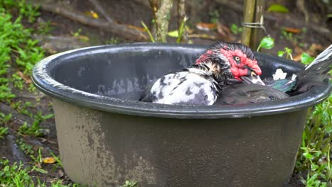 musocvy drake preens feathers while swimming, slow motion duck