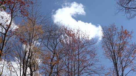 looking straight up through the autumn tree tops to the clouds passing overhead