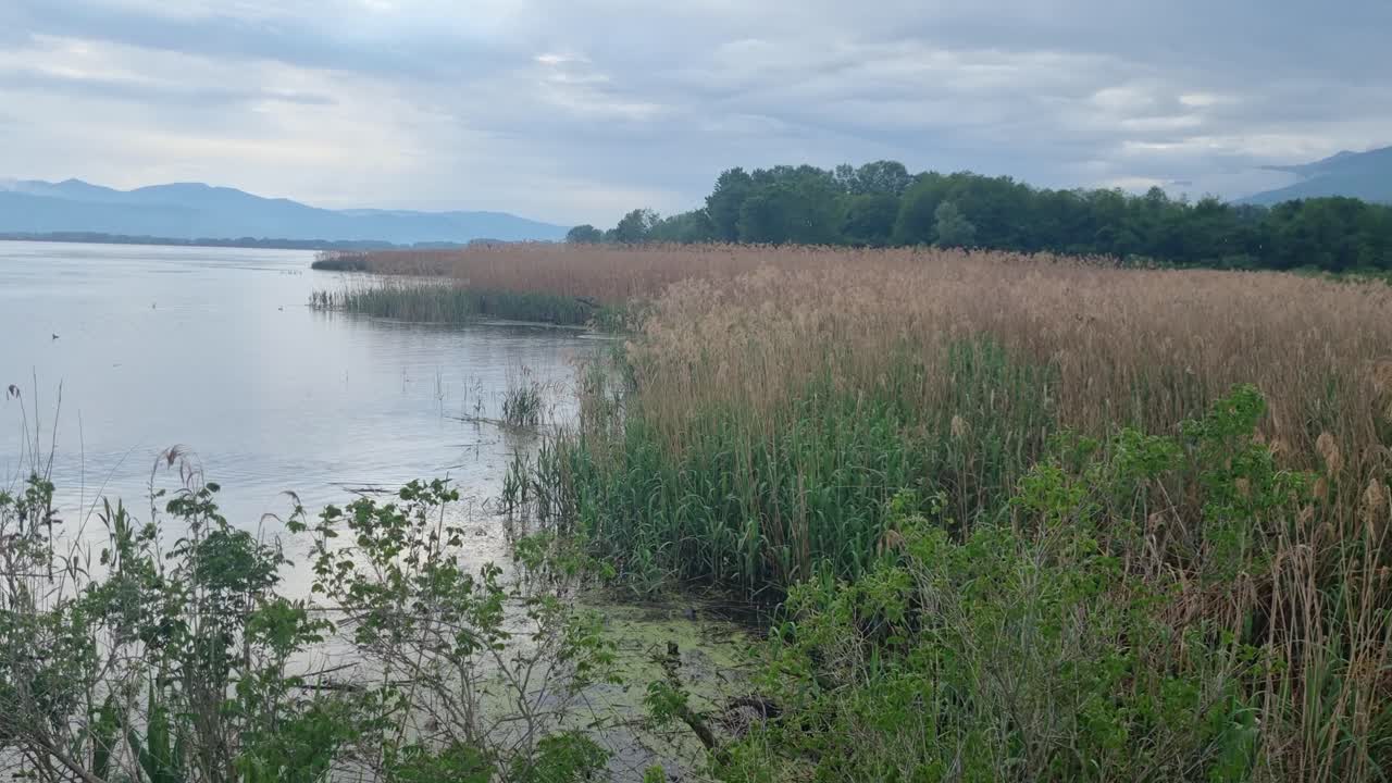 Wetland vegetation at Kerkini Reservoir in northern Greece on a chilly and rainy spring day, with surrounding mountains and a dramatic cloudy sky
