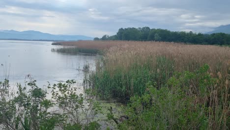 wetland vegetation at kerkini reservoir in northern greece on a chilly and rainy spring day, with surrounding mountains and a dramatic cloudy sky