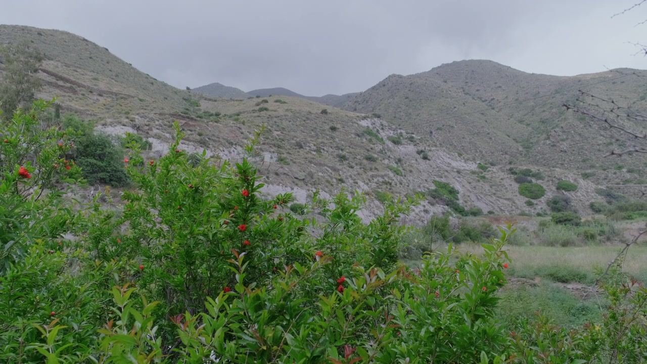 Rami di melograno (Punica Granatum) agitati dal vento davanti a montagne in Spagna, con i loro fiori in piena fioritura.