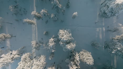 Un-Grupo-De-Pinos-Cubiertos-De-Escarcha-Y-Nieve-En-Invierno-En-El-Bosque-De-Rovaniemi-En-Finlandia-Durante-La-Puesta-De-Sol---Toma-Cenital