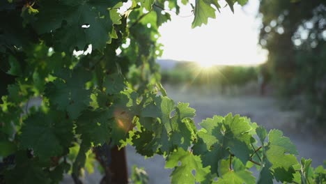 sun shinning through grape leafs in napa valley