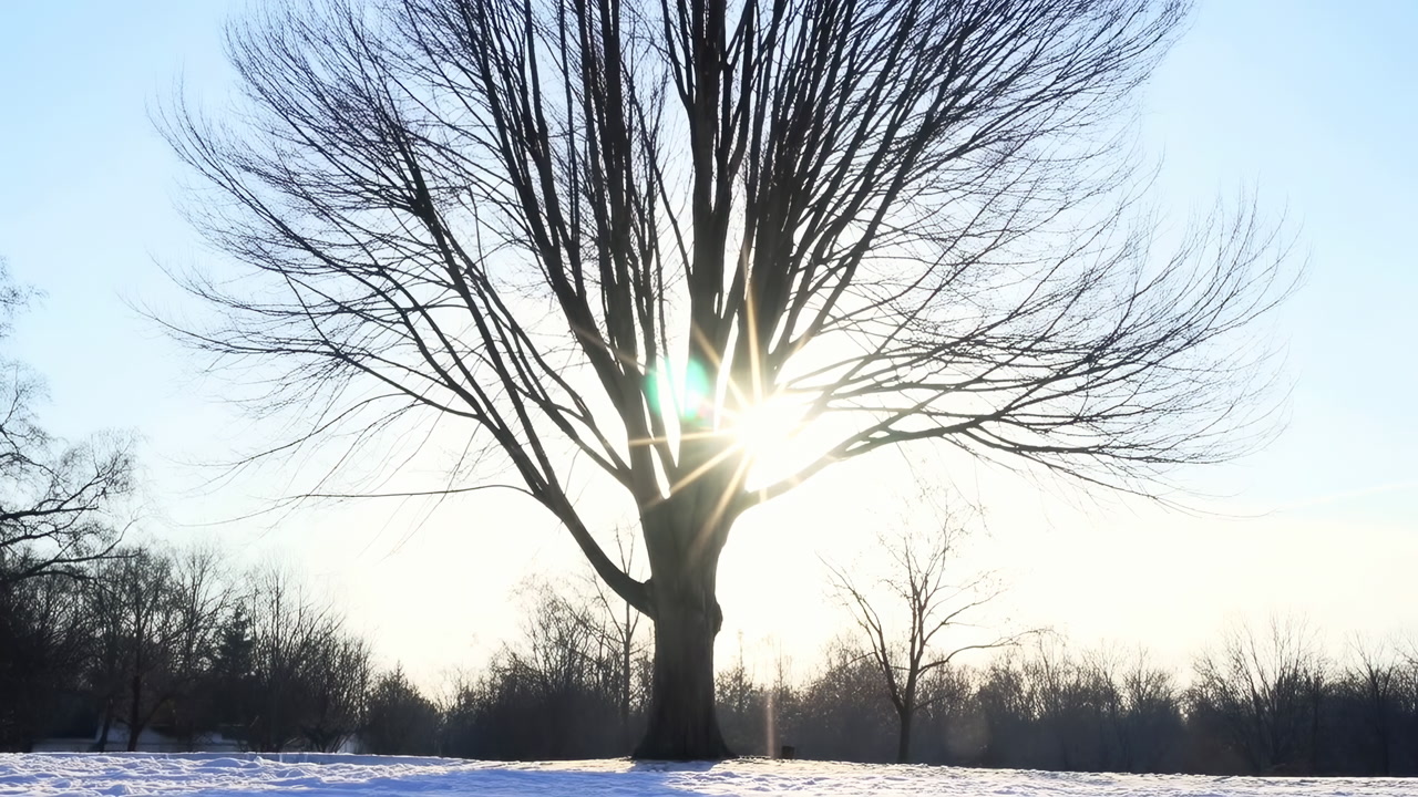 Solitary Tree In Snow Sunrise Glow, Sunburst Piercing Bare Branches, Long Shadows Stretching Across Frozen