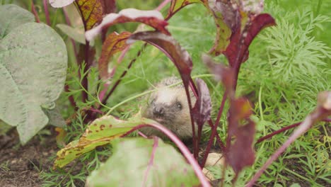 erizo europeo juvenil que huele la planta de remolacha en el jardín