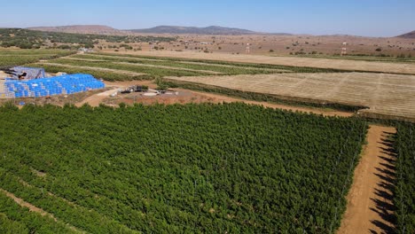 Pulling-back-drone-view,-apple-tree-and-nectarine-farm-with-packing-bins,-Israel