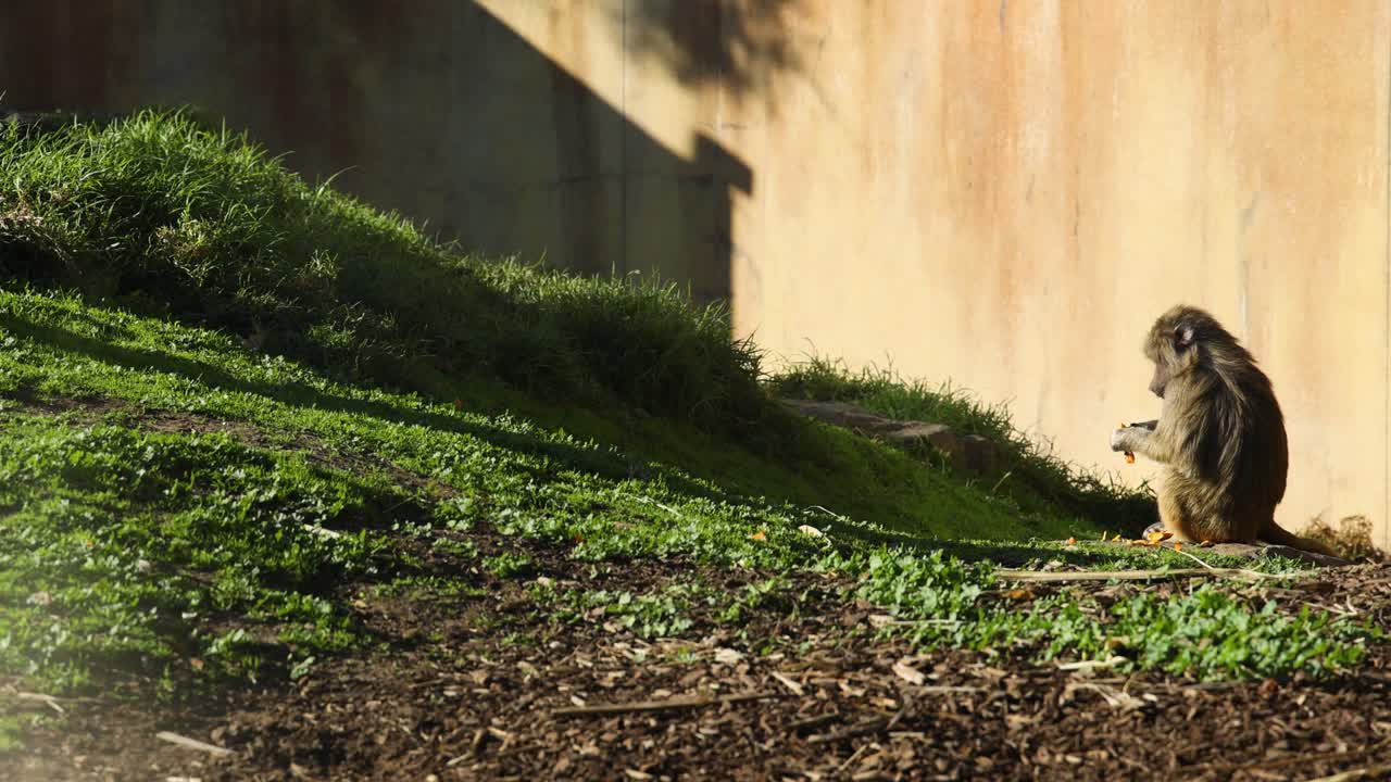 하마드리아스 바비온이 보호구역에서 음식을 먹고 있습니다.