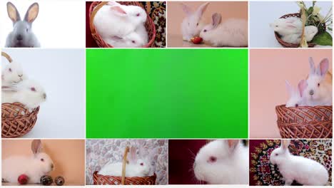 large collection of rabbit pet and exotic in different position isolated on white background