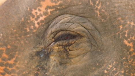 closeup of an intelligent and wise, asian elephant's weeping eye, blinking