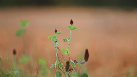 A-delicate-pink-clover-nestled-within-the-lush-green-grass-of-a-summer-meadow,-a-charming-detail-that-adds-a-touch-of-whimsy-to-the-vibrant-landscape