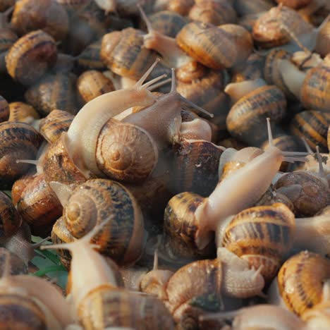 many snails crawl side by side in a tray