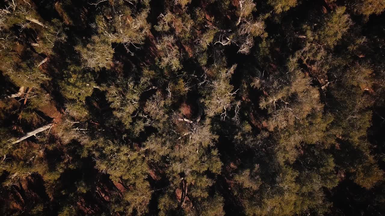 drone aéreo ojo de pájaro elevando a través del oasis del desierto australiano billabong