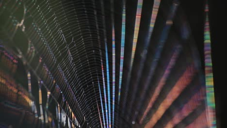 pan of a colorful spider net in the forest with black background