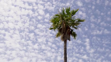 time lapse cloudscape, clouds moving in blue sky above palm tree