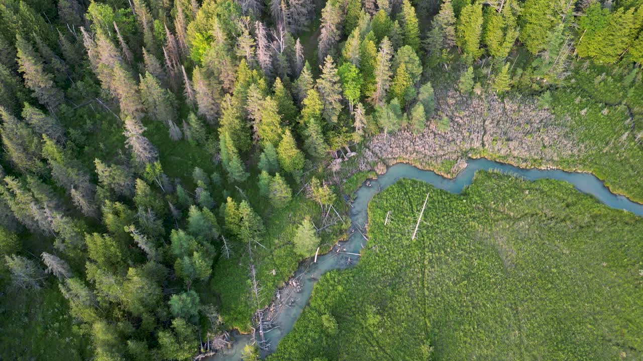 воздушный вид зеленых лугов с небольшим ручьем и сосновыми деревьями