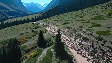 cattle herd moves through kyrgyz mountain valley, aerial view