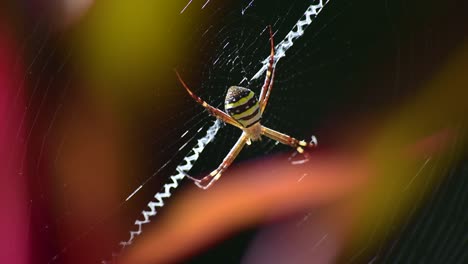 st andrew's cross spider sitting centrally in its web, eating a fly