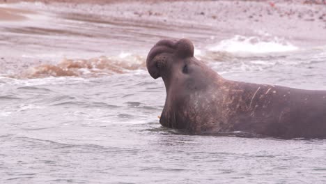 dominant elephant seal male calling out looking at the beach as the waves recede back washing it in the process