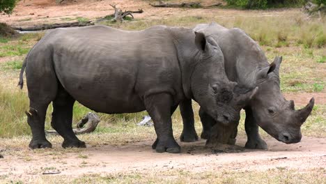 two southern white rhinoceros, or southern white rhino scratch itchy skin against rotten stump in wild aftican savannah, carrying red billed oxpecker buphagus birds