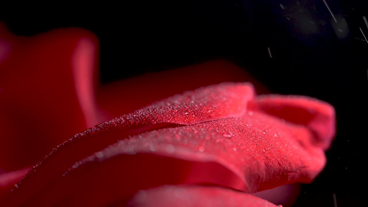 비의 가벼운 안개에서 이슬 형태로 장미 꽃잎의 매크로 샷