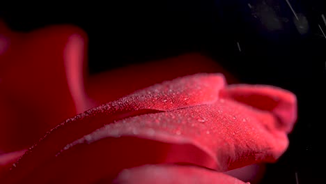 macro shot of rose petals as dew forms from a light mist of rain