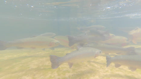 toma submarina de peces nadando