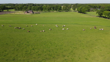 frone shot of farmland and cows moving.