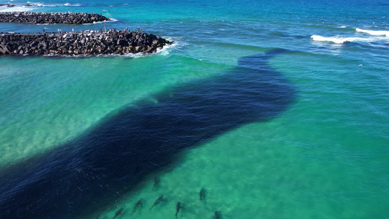Brunswick Heads, NSW, Avustralya'daki Southern Breakwater Walk yakınlarında büyük bir yem topuyla beslenen köpekbalıklarının havadan görünümü - Drone çekimi