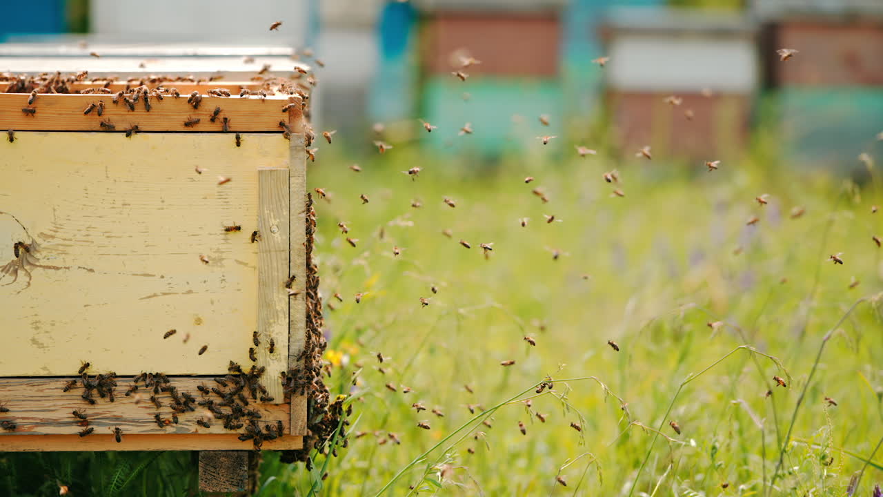 Worker bees stuck the bee hive exterior. More insects flying closer to their hive. Blurred backdrop.