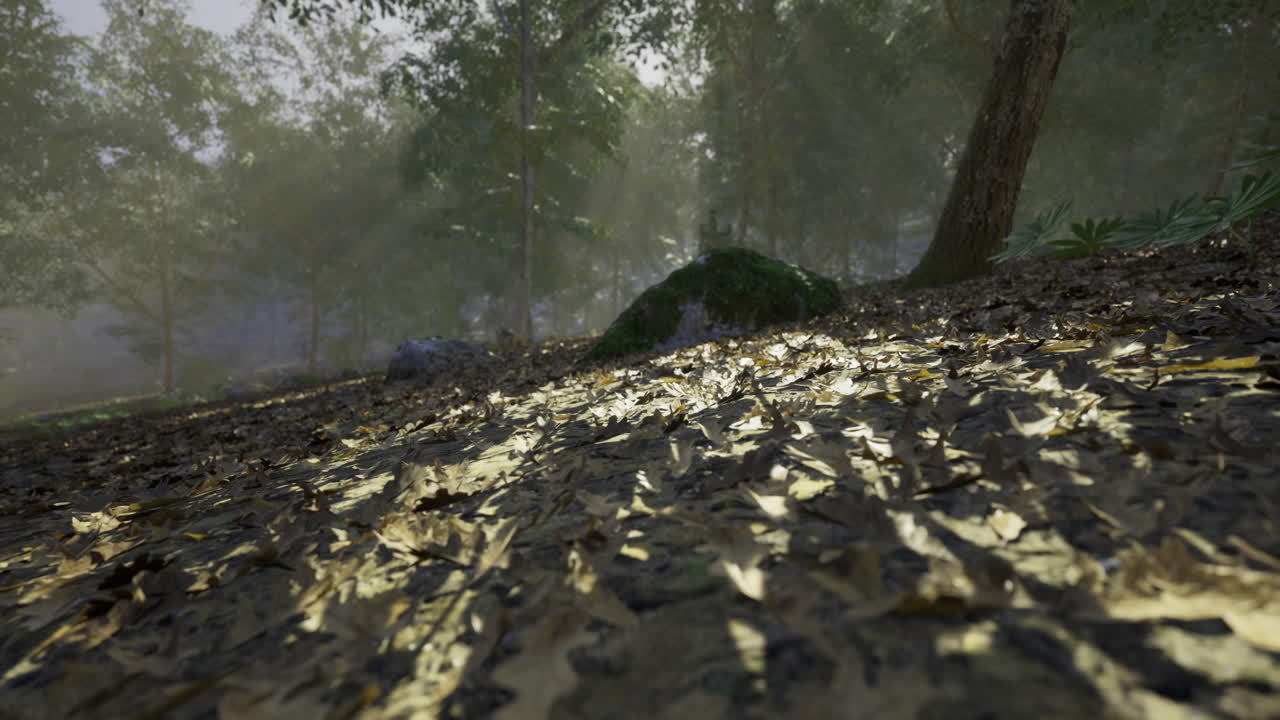 Sunlight filtering through trees illuminates forest floor covered in leaves