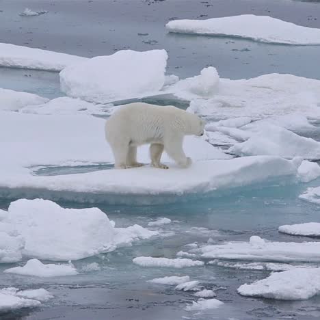 Eisbär-Sau-Und-Jungtier-Auf-Dem-Meereis-Im-Eisbärenpass-Nördlich-Der-Baffininsel-In-Nunavut-Kanada-Can