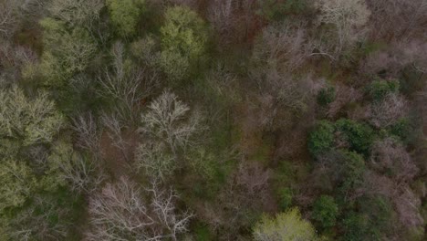 Aerial-of-wooded-forest-area-in-Eatonton,-Georgia