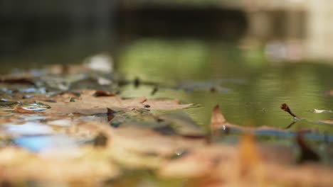 Small-Fly-Insect-On-Fallen-Dry-Leaves-On-Pond-Surface