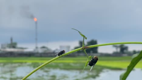 moscas balanceándose en una planta verde con una enorme fábrica quemando gas en una chimenea alta en el fondo
