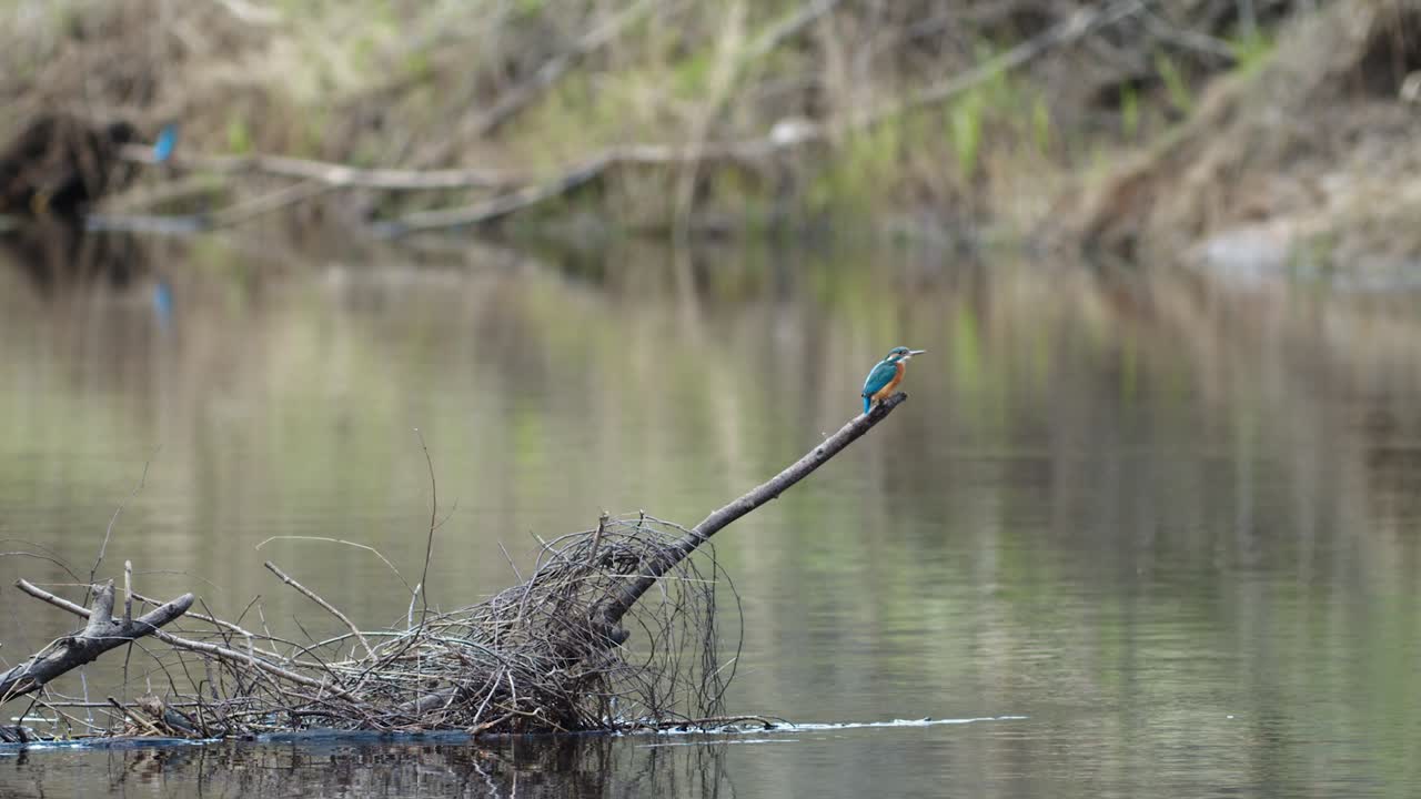 el martín pescador común está sentado en las ramas cerca del río buscando comida y nido