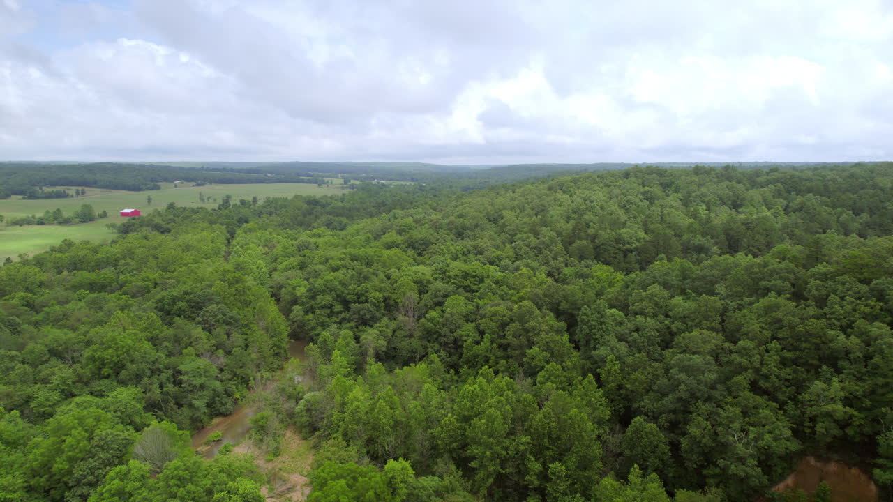 empujar hacia adelante sobre un bosque en el país en un día nublado de verano