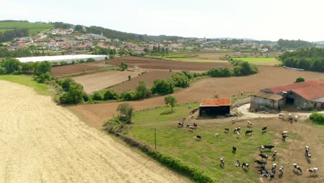 vista aérea de la granja de vacas. paisaje rural