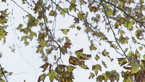 branches with green leaves swaying in wind 4k