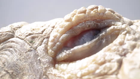 macro of a tortoise eyeball on white background