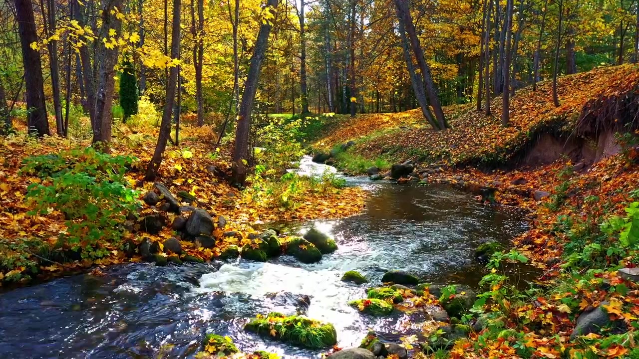 Prachtig herfstpark met een kleine, snelstromende rivier en kleurrijk gebladerte op de grond.