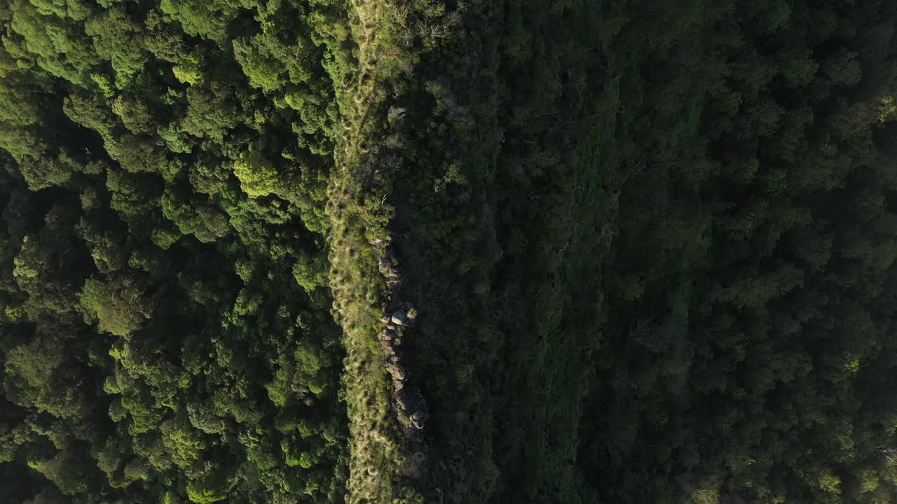 toma de drones de 4k de una cordillera cubierta de árboles y arbustos durante la puesta de sol en el parque nacional border ranges, nueva gales del sur en australia